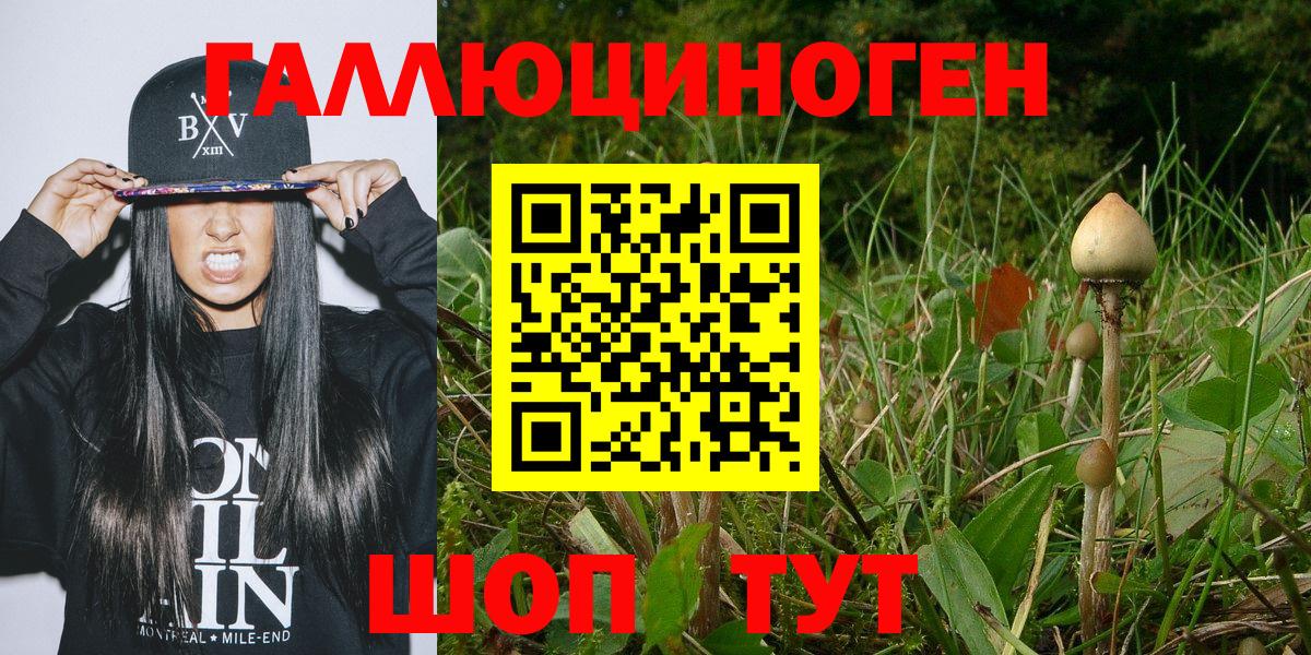 Псилоцибиновые грибы Psilocybe Фрязино
